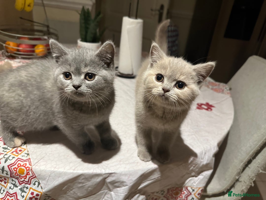British Longhair cats for sale: Gorgeous British shorthair kittens - Advert 1