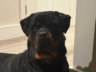 Rottweiler dogs for sale: 18 month old male Rottweiler - Advert 1