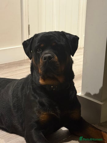 Rottweiler dogs 18 month old male Rottweiler - Advert 1