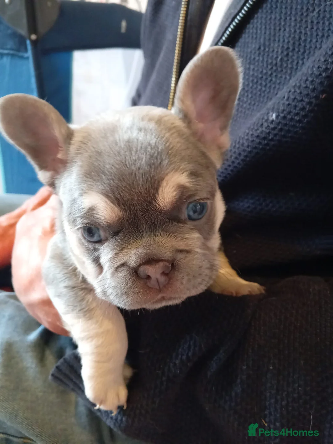 French Bulldog dogs for stud: Lilac and tan carrying cream, testable & fluffy in Motherwell - Advert 16