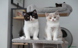 British Shorthair cats for sale: Stunning pastel calico BSH fully vaccinated - Image 4