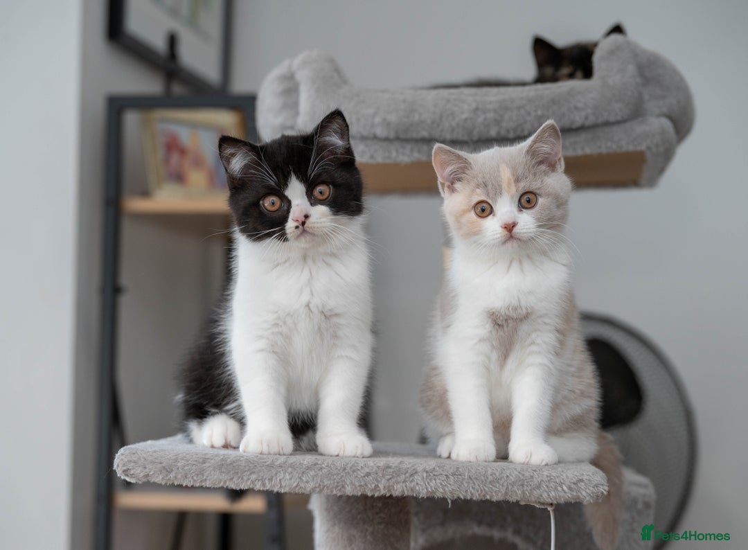 British Shorthair cats for sale: Stunning pastel calico BSH fully vaccinated - Image 4