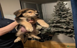 Mixed Breed dogs for sale: Bernese X swiss Shepard pups - Advert 1