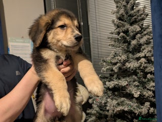 Mixed Breed dogs Bernese X swiss Shepard pups - Advert 2