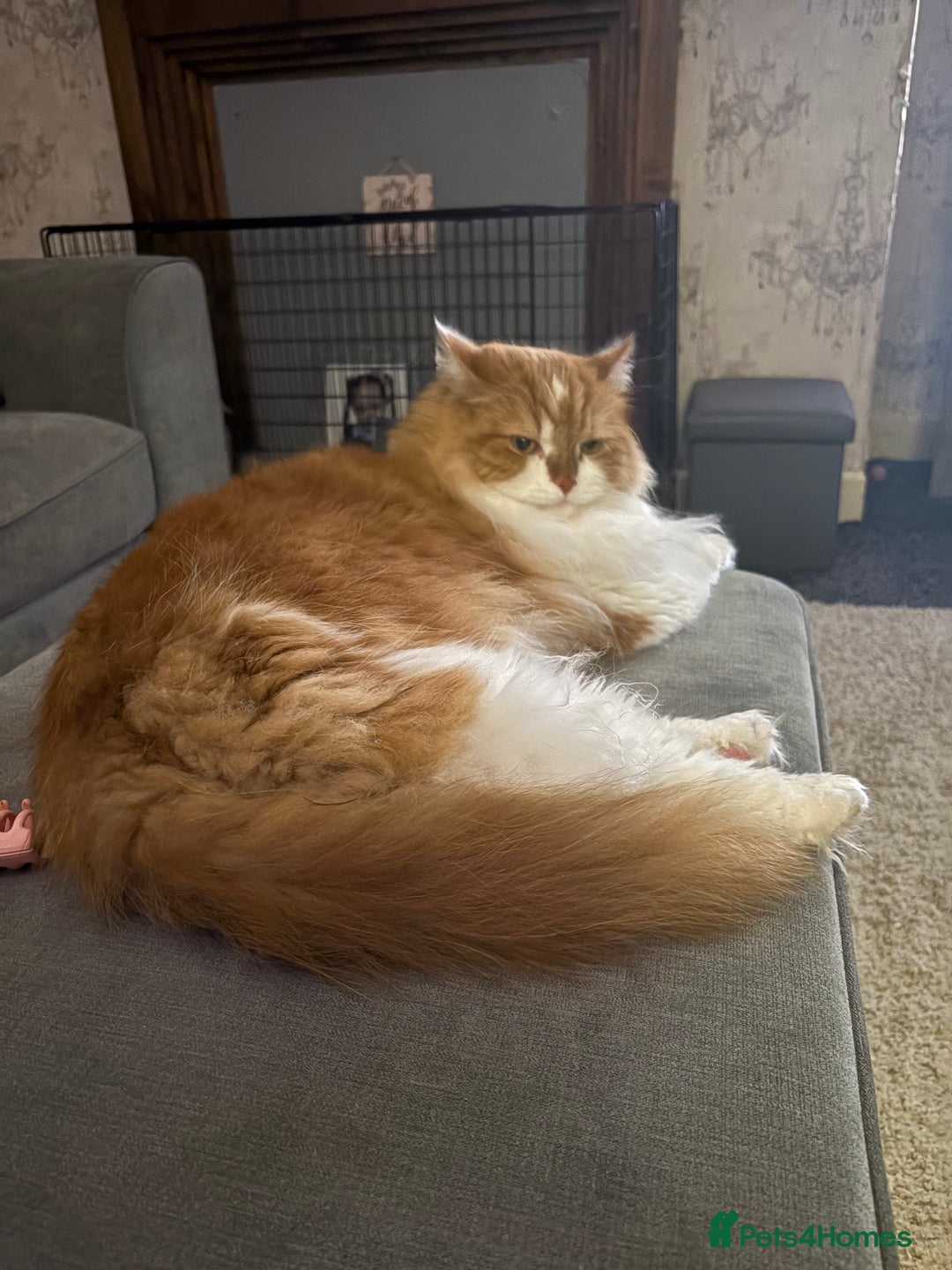Persian cats for sale: Ginger big boy half Persian  - Image 1