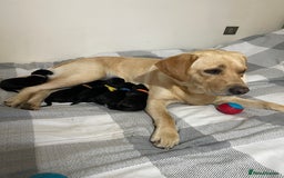 Mixed Breed dogs for sale: river - Image 7