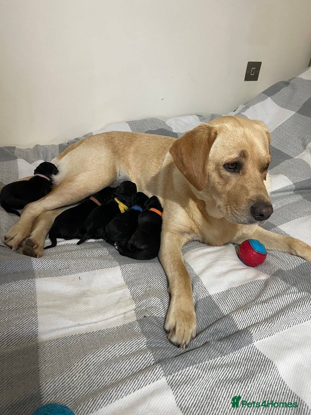 Mixed Breed dogs for sale: river - Image 7