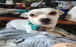 Mixed Breed dogs for sale: Jack - chi - Image 1