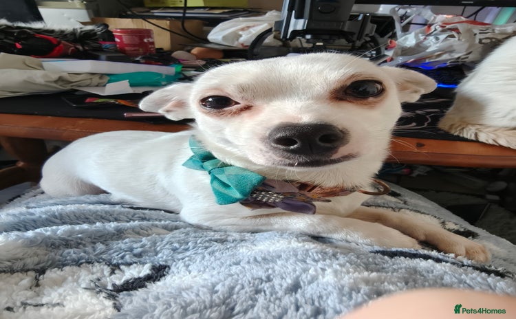 Mixed Breed dogs - Advert 1