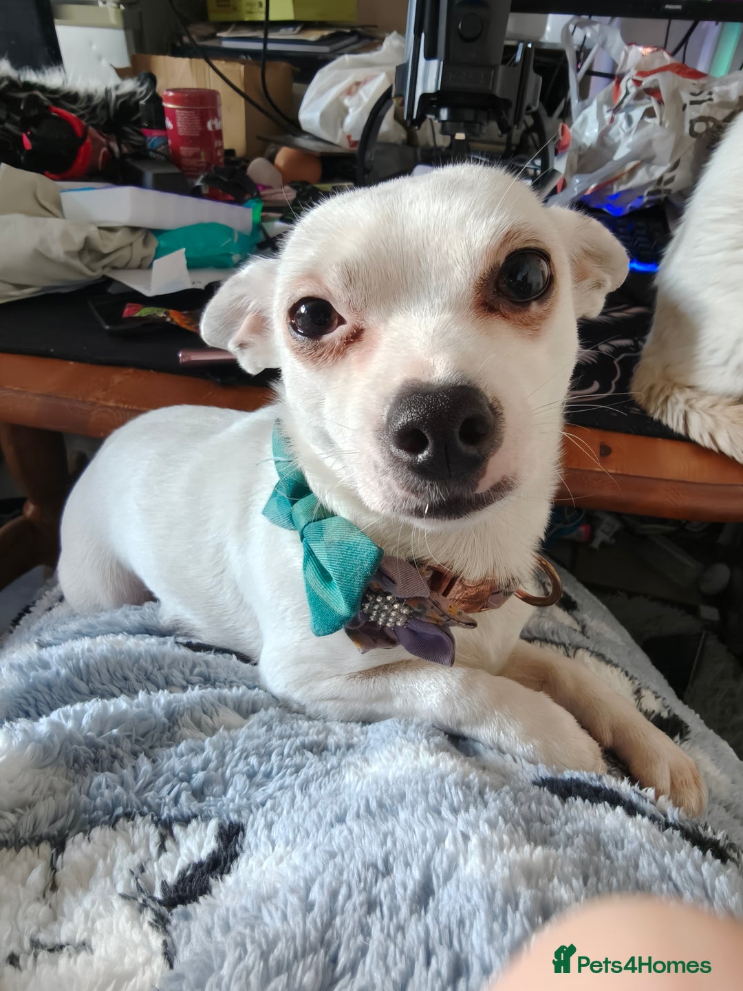 Mixed Breed dogs for sale: Jack - chi - Image 1