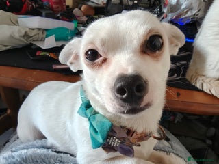 Mixed Breed dogs - Advert 2