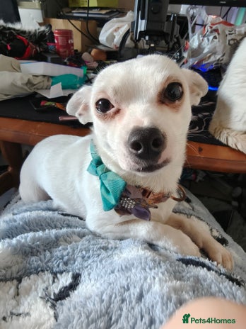 Mixed Breed dogs - Advert 1