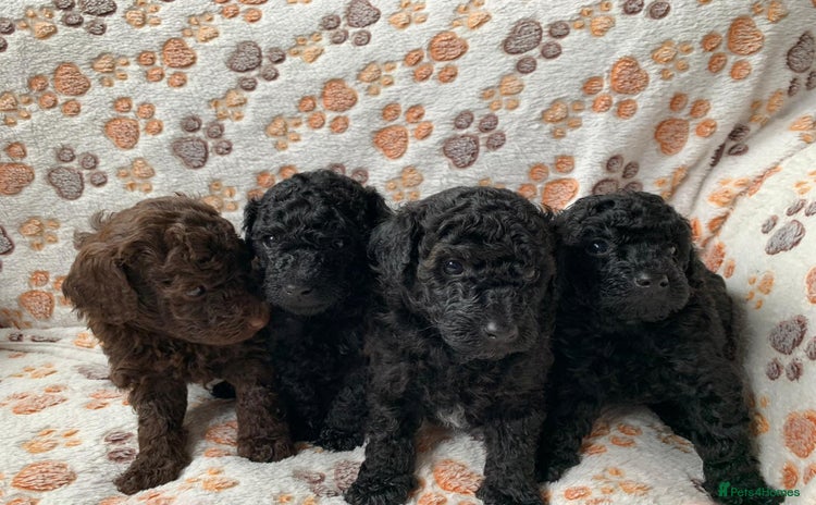 Toy Poodle dogs - Advert 8