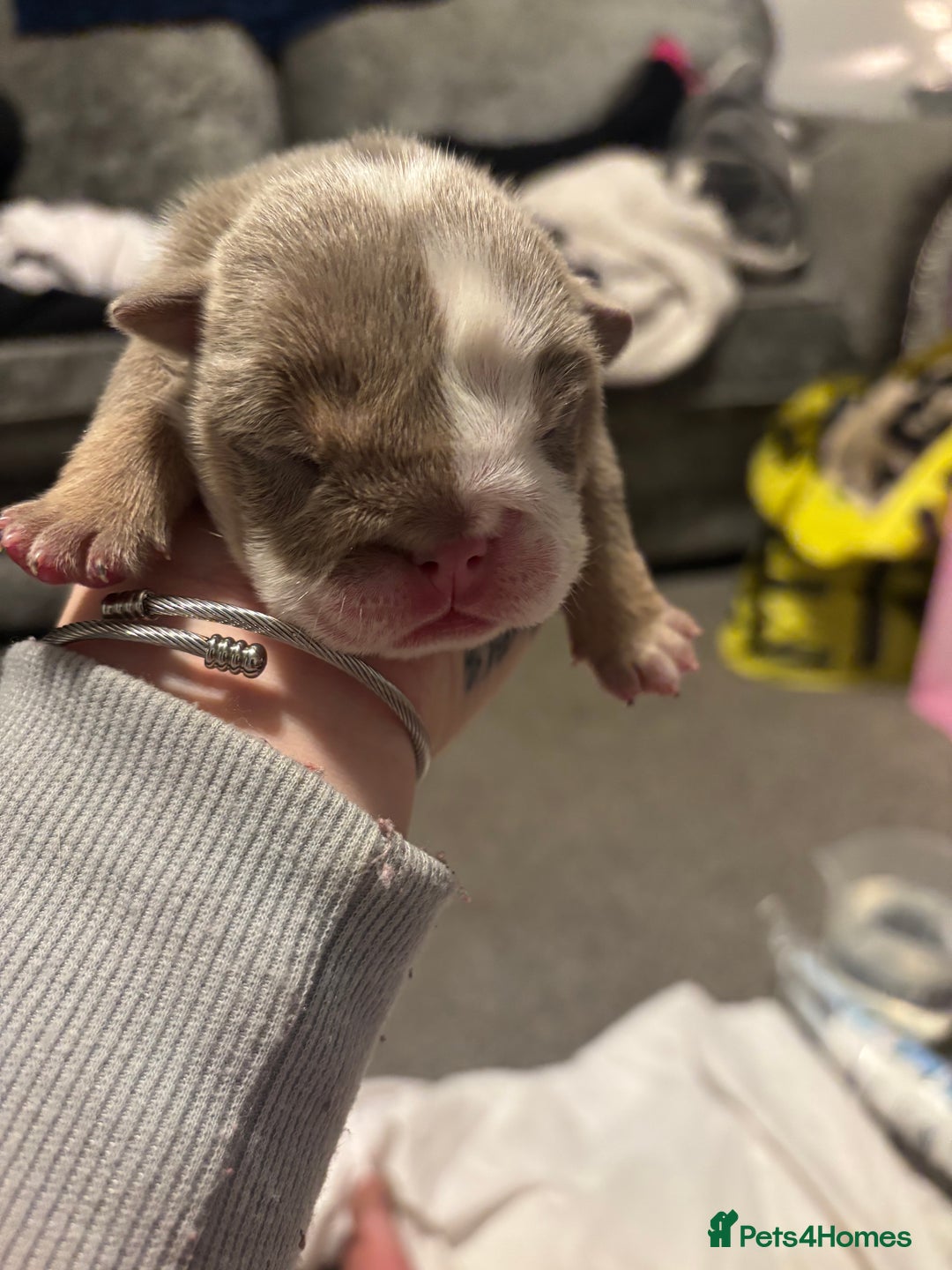 English Bulldog dogs for sale: 4 beautiful strong puppies - Advert 5