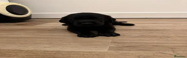 Labrador Retriever 3