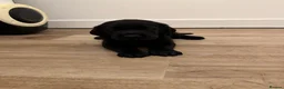 Labrador Retriever dogs for sale: Black Labrador puppies for sale  - Advert 4