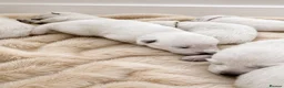 White Swiss Shepherd dogs for sale: KC White Swiss Shepherd puppies Champion Bloodline - Advert 4
