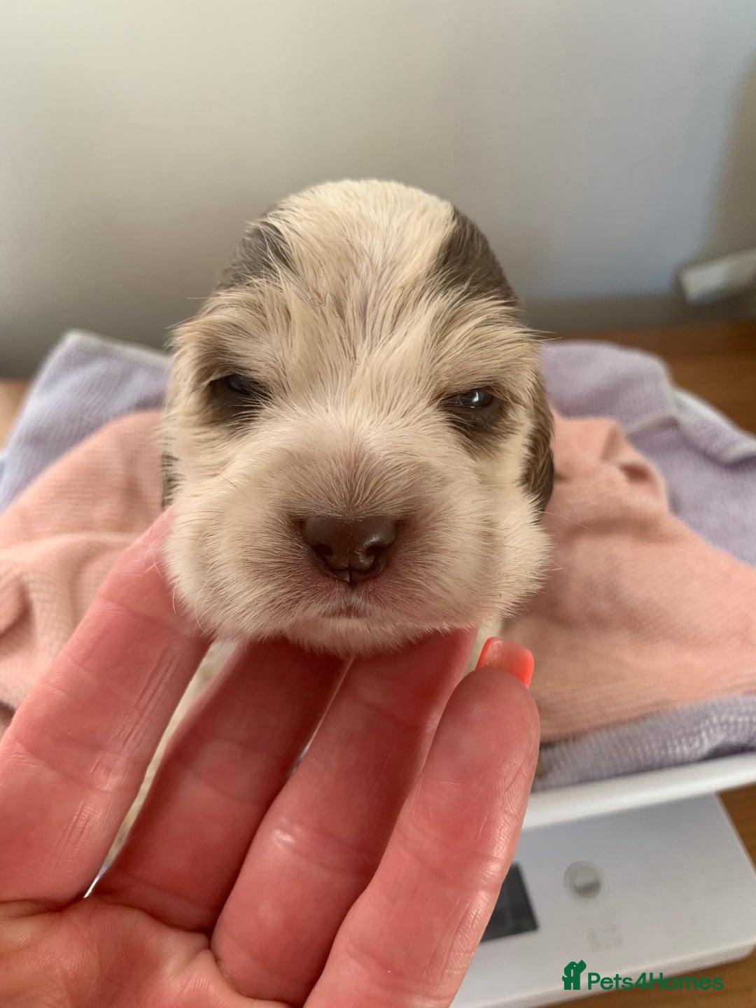 Cocker Spaniel dogs for sale: Beautiful show line cocker spaniel puppies  - Advert 23