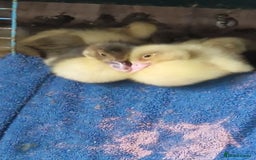 Ducks poultry for sale: 8 Muscovy ducklings  - Image 1