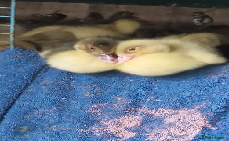 Ducks poultry - Advert 5