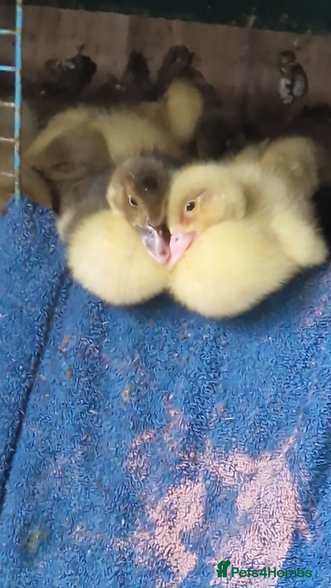 Ducks poultry for sale: 8 Muscovy ducklings  - Image 1