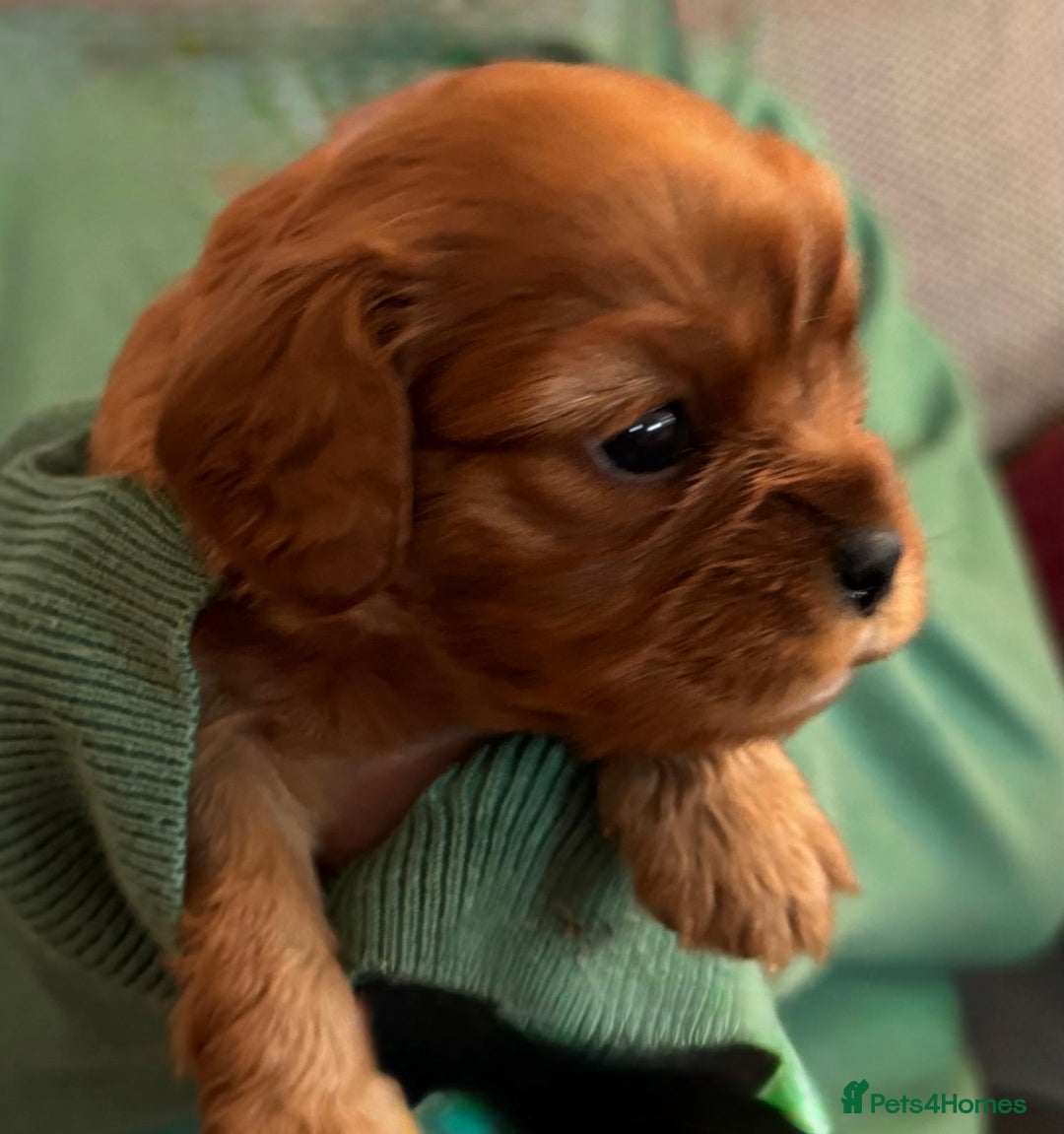 Cavalier King Charles Spaniel dogs for sale: Beautiful Cavalier Puppies - Fully health tested  - Image 12