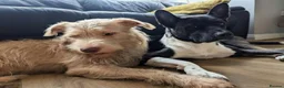 Mixed Breed dogs for sale: Stunning WolfAkita Pups – 1 Boy/1 Girl Ready now!  in Southampton - Advert 4