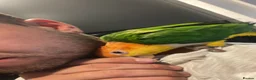 Parrots birds for sale: Caique yellow thighed - Advert 6