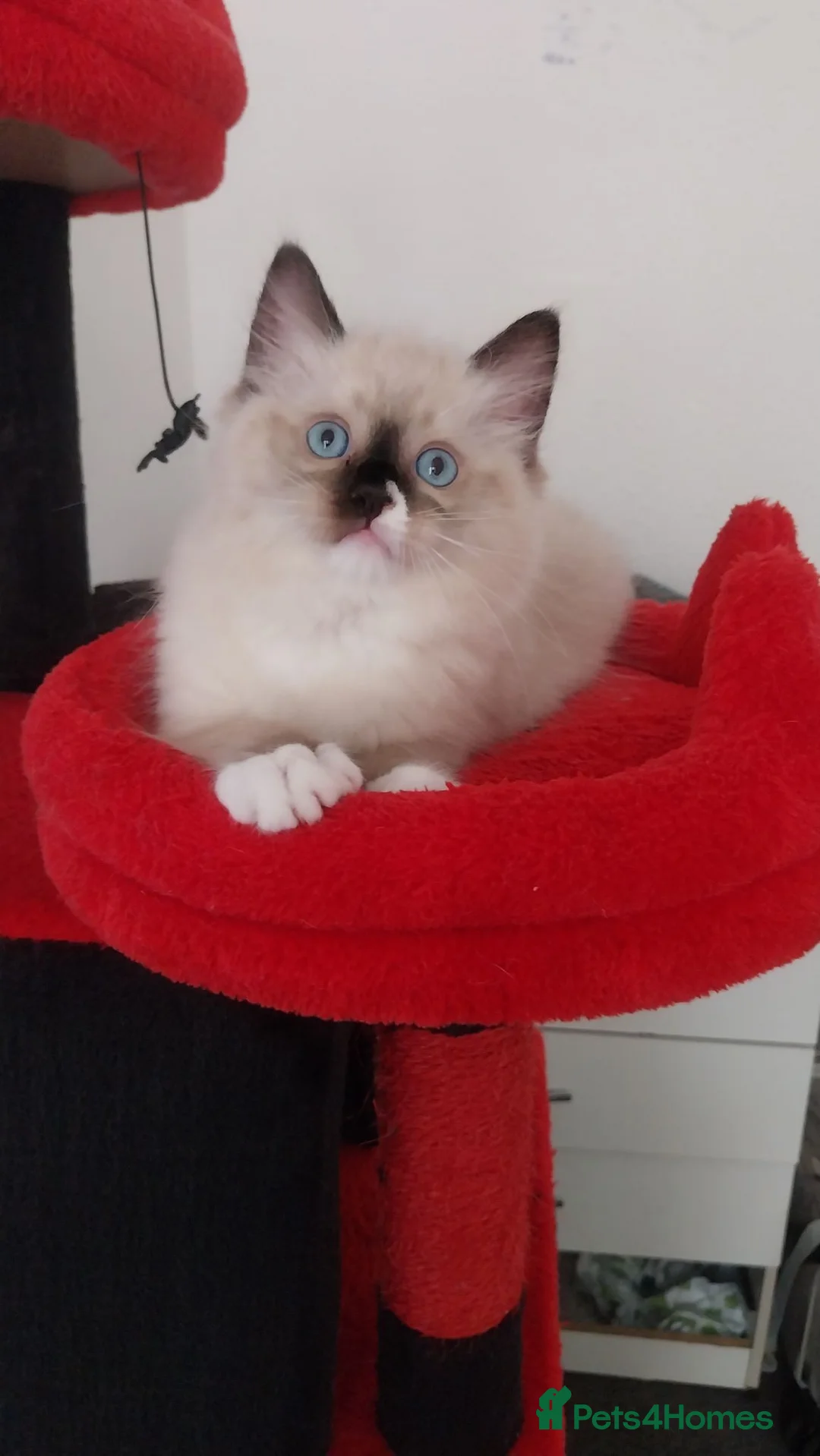 Ragdoll cats for sale: Adorable lovely ragdoll girl. - Advert 2