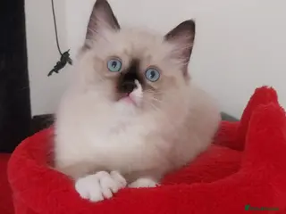 Ragdoll cats Adorable lovely ragdoll girl. - Advert 2