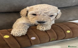 Labradoodle dogs for sale: Miniature Labradoodle puppies - Image 8