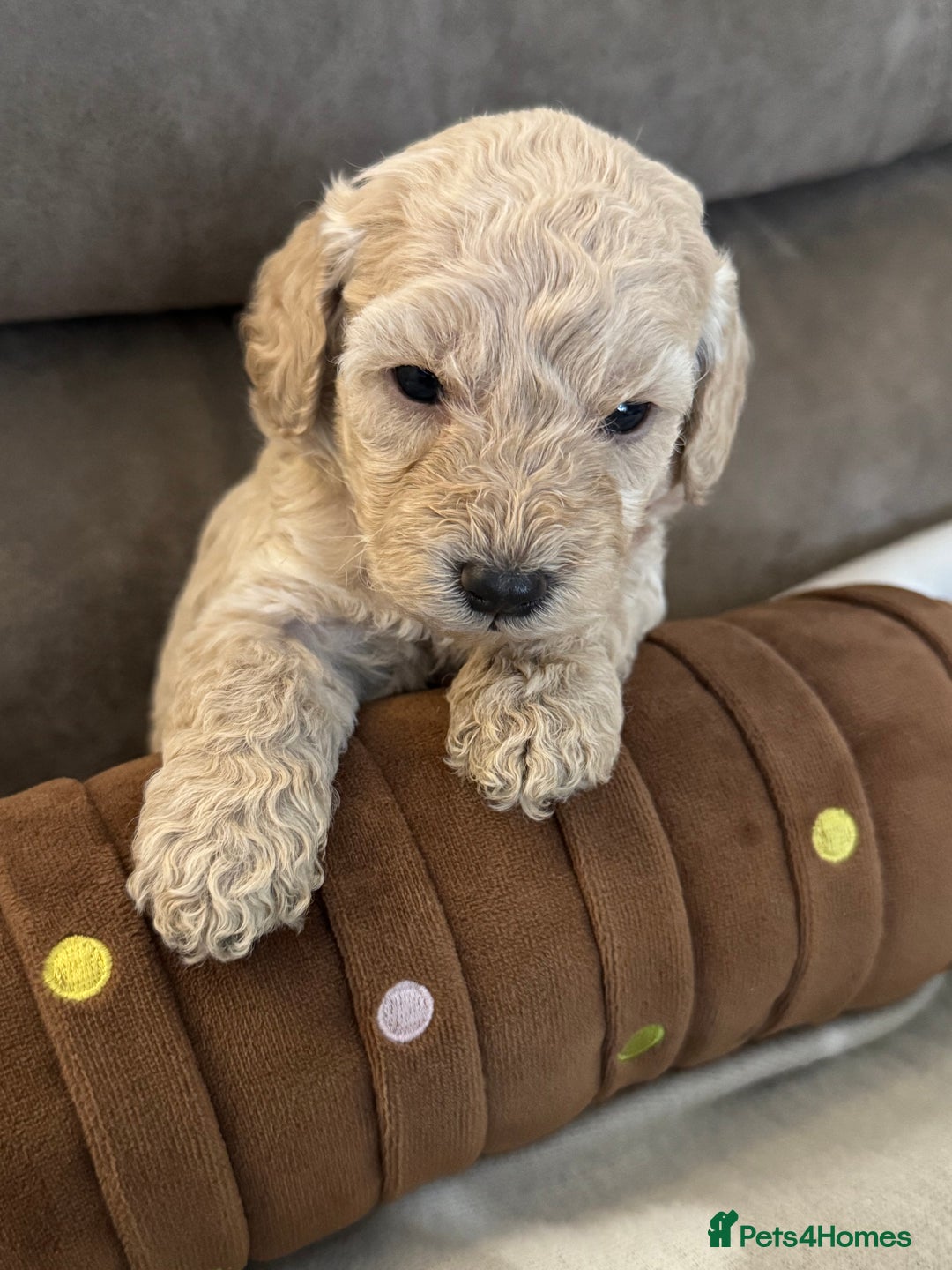 Labradoodle dogs for sale: Miniature Labradoodle puppies - Image 8