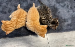 Mixed Breed cats for sale: Kittens - Image 5
