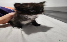 Mixed Breed cats for sale: Ragdoll x scottish fold kittens. Long haired - Image 19
