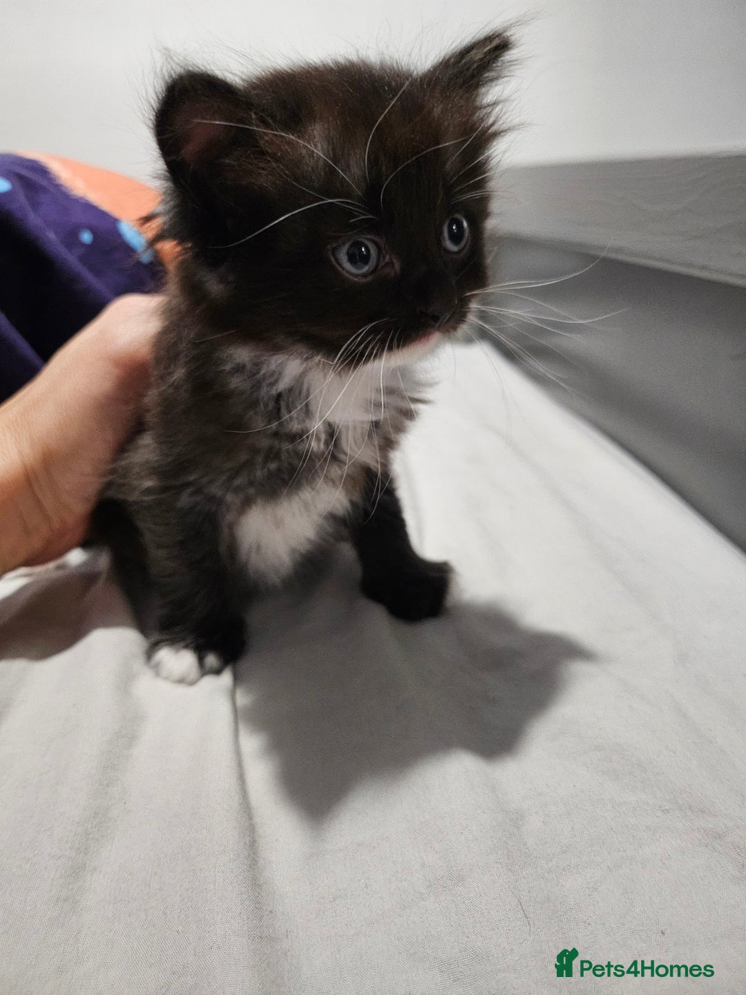 Mixed Breed cats for sale: Ragdoll x scottish fold kittens. Long haired - Image 19