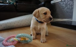 Labrador Retriever dogs for sale: READY NOW Stunning Fox red Labrador puppies - Advert 31