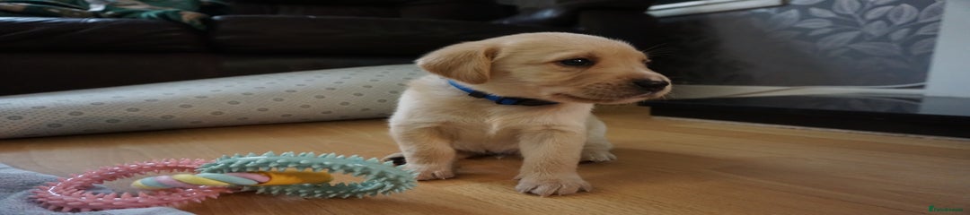 Labrador Retriever Puppy 3