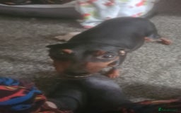 Mixed Breed dogs for sale: Toy Terrapin puppies for sale  - Image 6