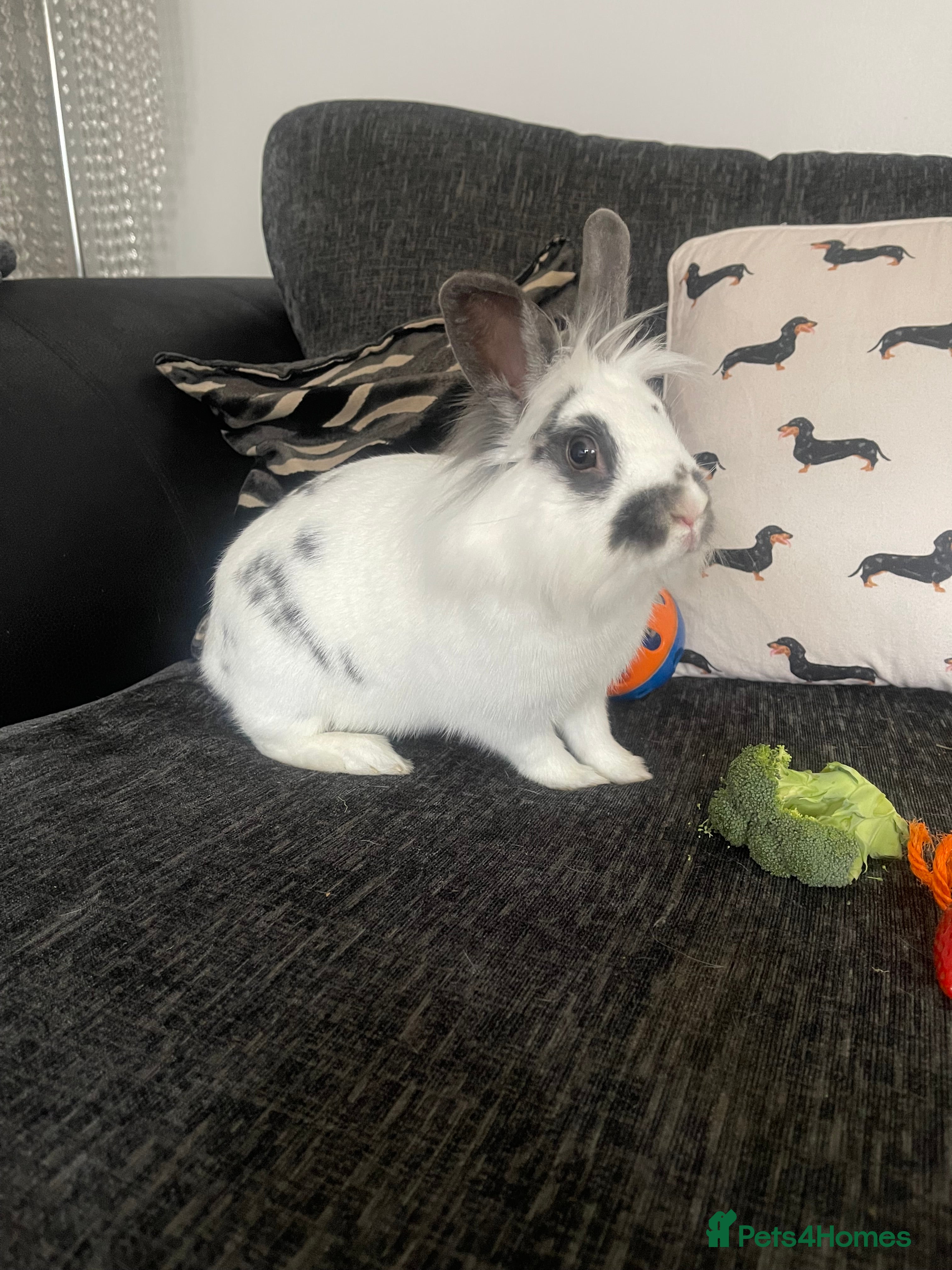 Mixed Breed rabbits Male and female neutered rabbits - Advert 16