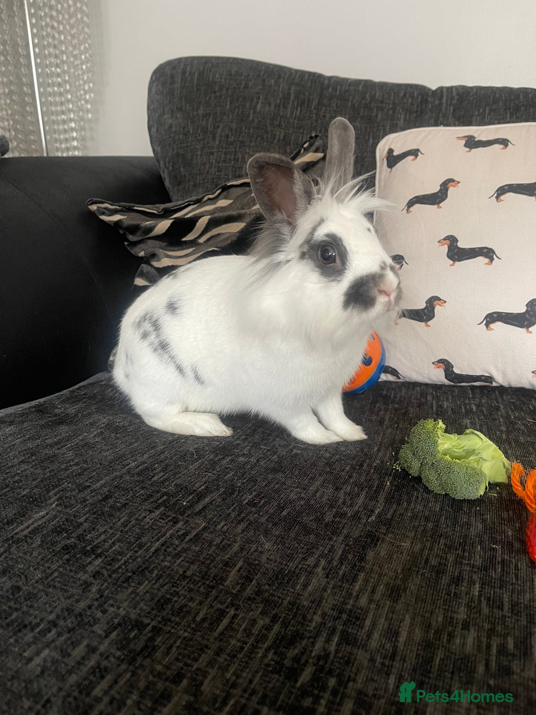 Mixed Breed rabbits for sale: Male and female neutered rabbits - Advert 3