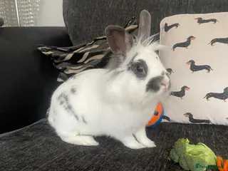 Mixed Breed rabbits Male and female neutered rabbits - Advert 16