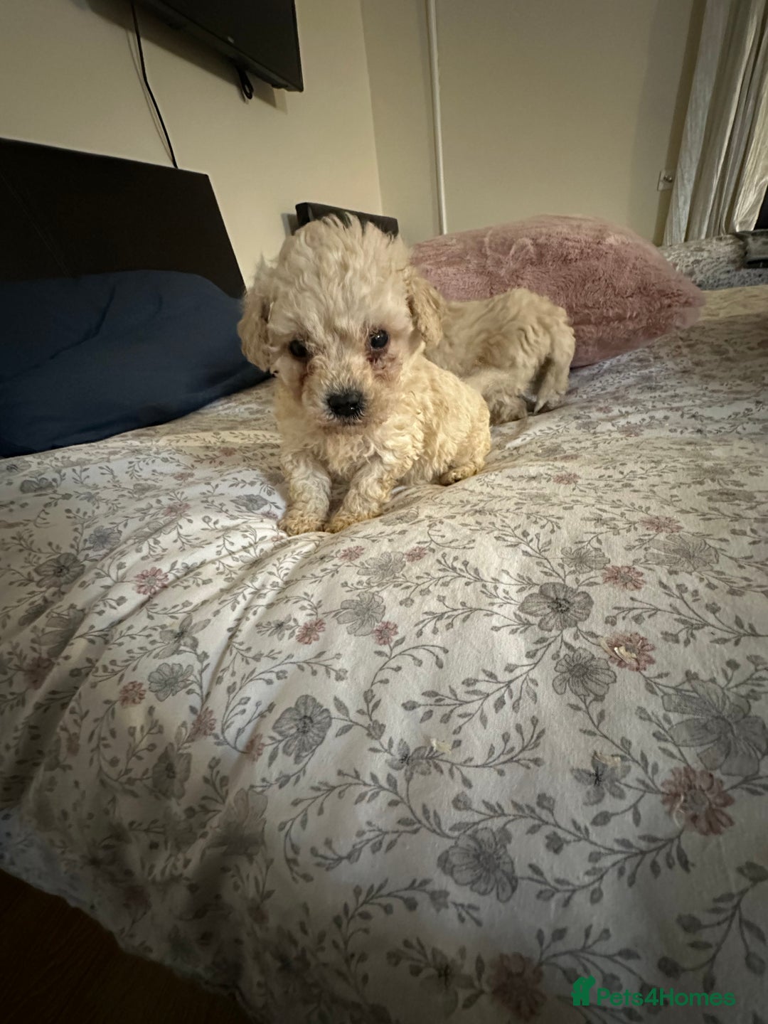 Poochon dogs for sale: Poochon puppies ready now  - Advert 24