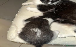 British Shorthair cats for sale: British Shorthair x Striped Tabby Kittens –2 Males - Image 5
