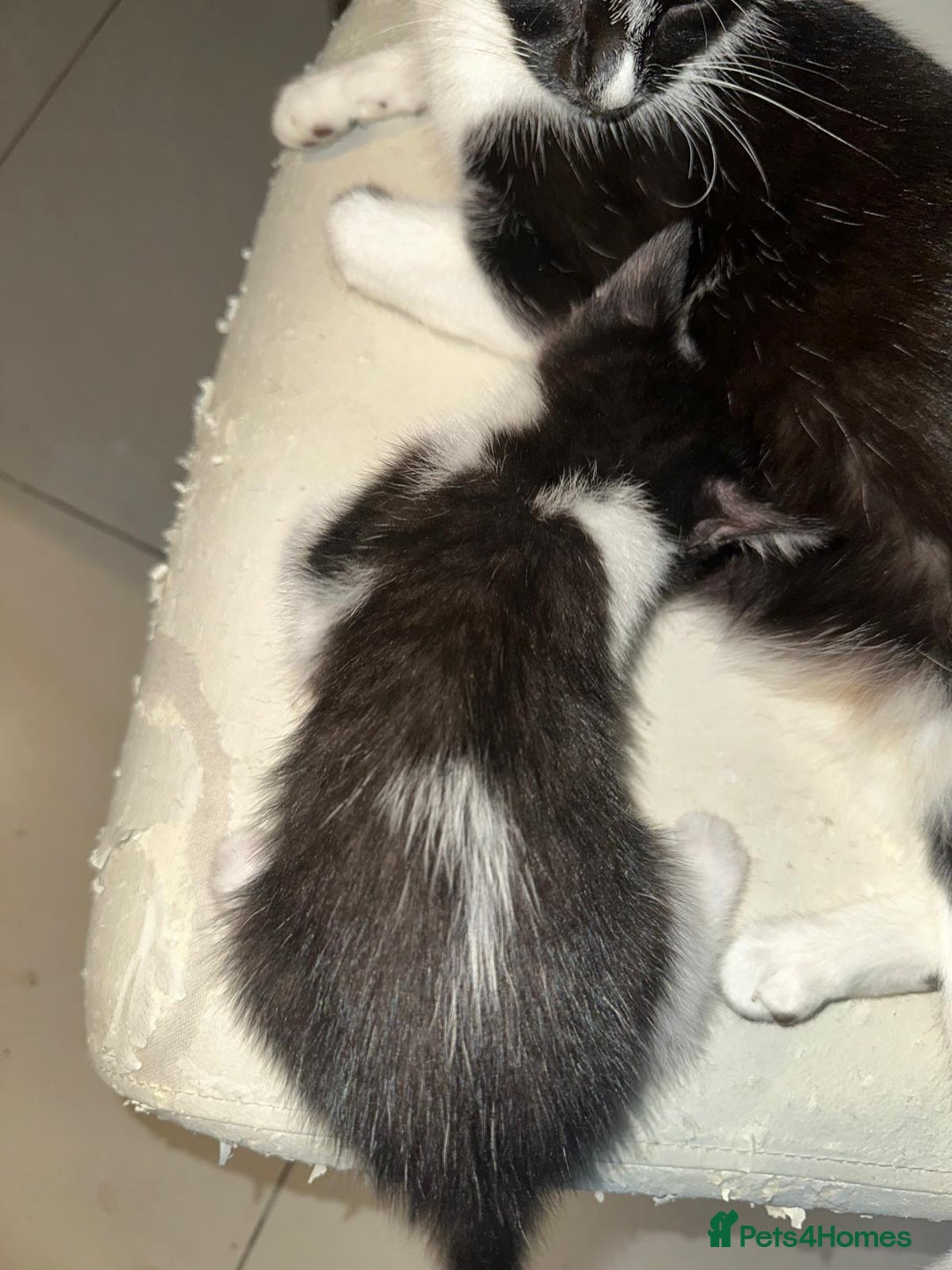 British Shorthair cats for sale: British Shorthair x Striped Tabby Kittens –2 Males - Image 5