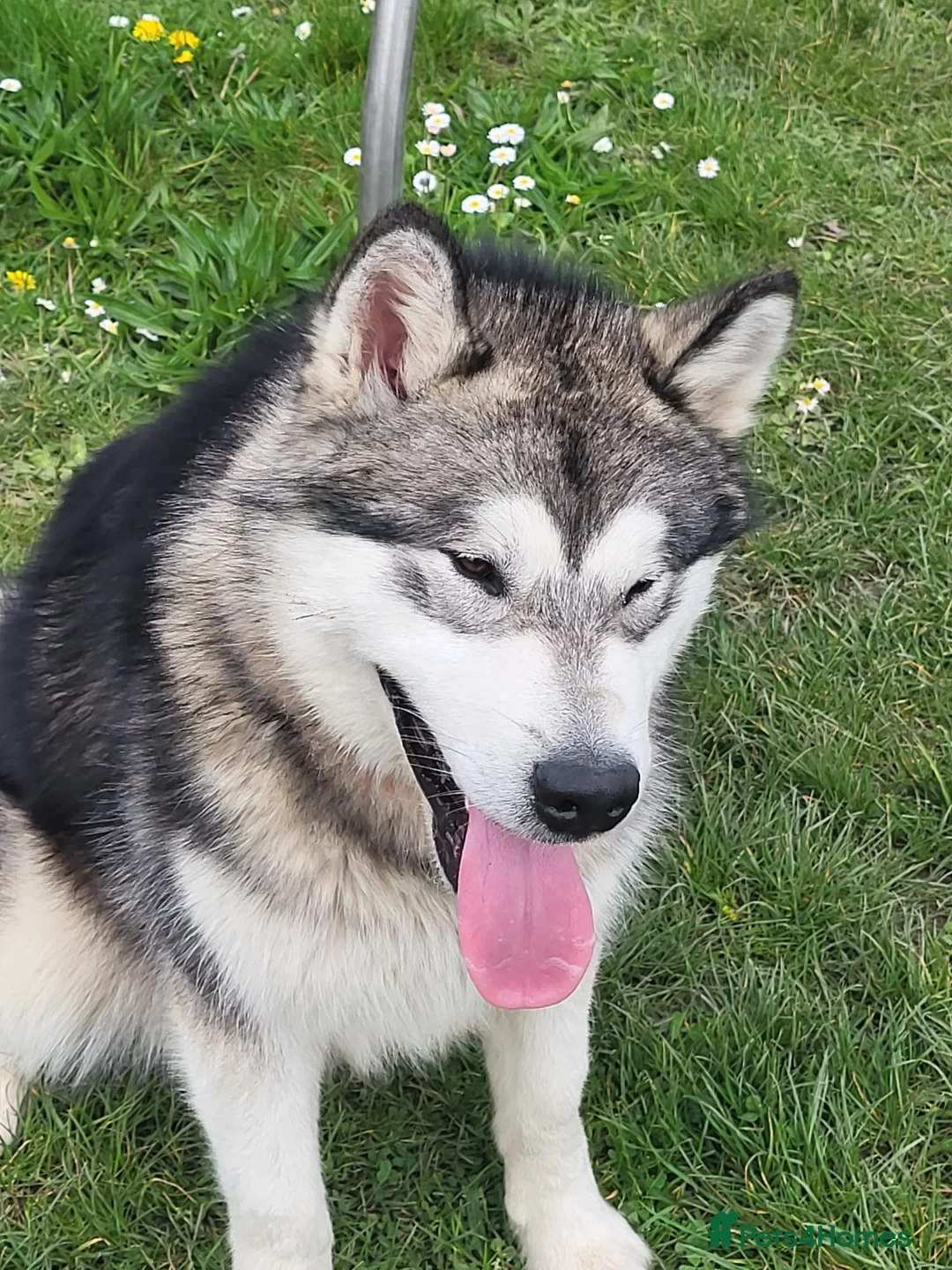Alaskan Malamute dogs for stud:  Kc Alaskan malamute STUD ONLY  - Advert 2