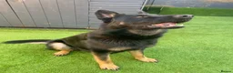 German Shepherd dogs for sale: Bruno German Shepherd  - Advert 12
