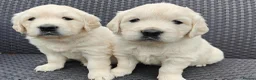 Golden Retriever dogs for sale: Gorgeous English Cream Golden Retriever Puppy's 🐾 - Advert 16