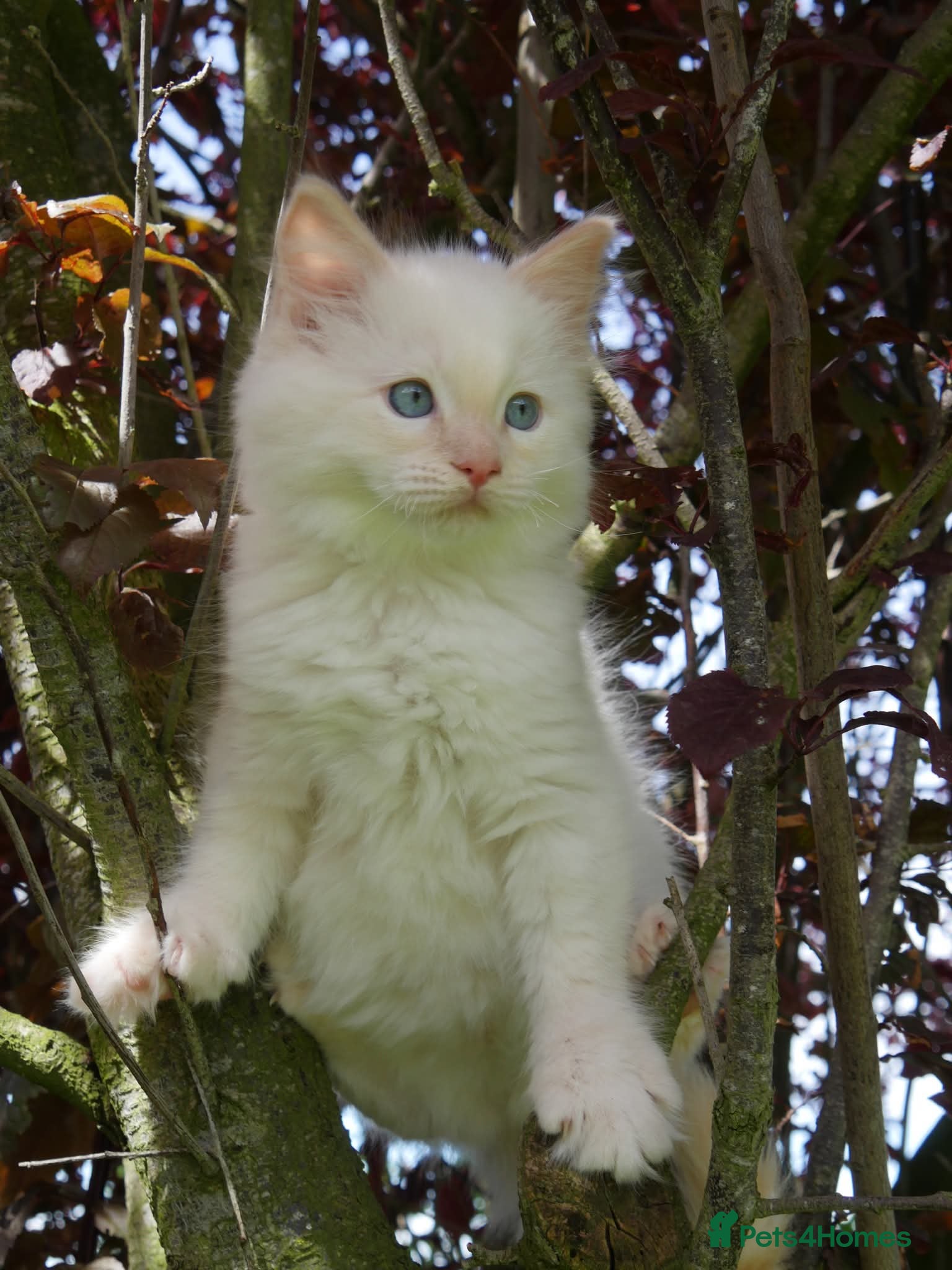 Ragdoll cats for sale: Beautiful ragdolls are looking for a forever home  - Advert 23