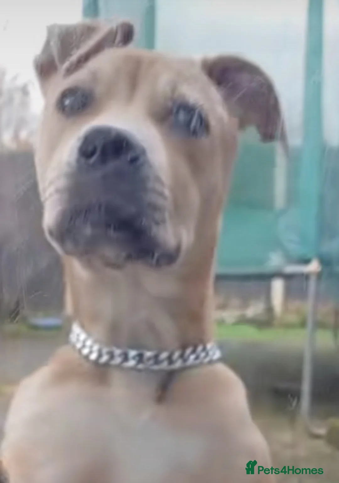 Staffordshire Bull Terrier dogs for sale: Rambo My handsome Staffordshire bul terrier 4 sale in Birmingham - Advert 2