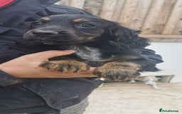 Cocker Spaniel dogs for sale: beautiful tri coloured working cocker spaniels  - Image 3